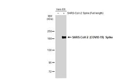 Invitrogen SARS-CoV-2 Spike Protein (RBD) Polyclonal Antibody 100 &mu;L;