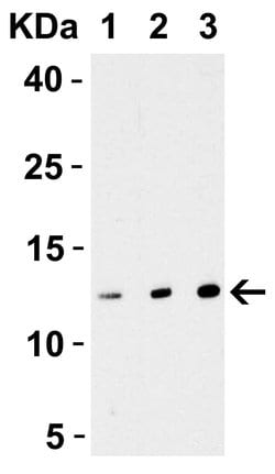 Invitrogen&trade;&nbsp;Strep Tag Polyclonal Antibody