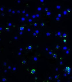 Invitrogen&trade;&nbsp;IL-17A Polyclonal Antibody
