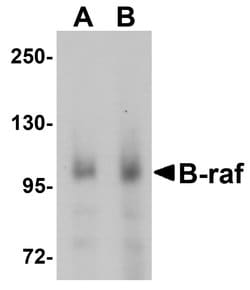 Invitrogen B-Raf Polyclonal Antibody 100 &mu;g; Unconjugated:Antibodies,