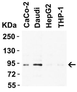 Invitrogen B-Raf Polyclonal Antibody 100 &mu;g; Unconjugated:Antibodies,