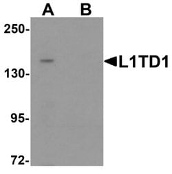 Invitrogen L1TD1 Polyclonal Antibody 100 &mu;g; Unconjugated:Antibodies,