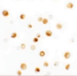Invitrogen LAP2 Polyclonal Antibody 100 &mu;g; Unconjugated:Antibodies,