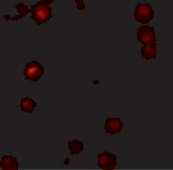 Invitrogen LAP2 Polyclonal Antibody 100 &mu;g; Unconjugated:Antibodies,