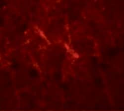 Invitrogen SIPA1 Polyclonal Antibody 100 &mu;g; Unconjugated:Antibodies,