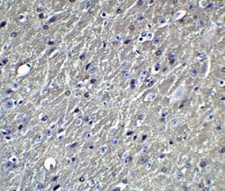 Invitrogen APOE Polyclonal Antibody 100 &mu;g; Unconjugated:Antibodies,