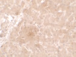 Invitrogen APOE Polyclonal Antibody 100 &mu;g; Unconjugated:Antibodies,