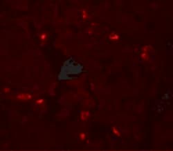 Invitrogen CD272 (BTLA) Polyclonal Antibody 100 &mu;g; Unconjugated:Antibodies,