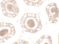 Invitrogen CD272 (BTLA) Polyclonal Antibody 100 &mu;g; Unconjugated:Antibodies,