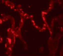 Invitrogen IL-37 Polyclonal Antibody 100 &mu;g; Unconjugated:Antibodies,