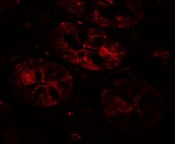 Invitrogen Mist1 Polyclonal Antibody 100 &mu;g; Unconjugated:Antibodies,