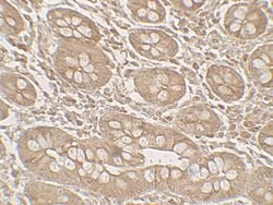 Invitrogen Mist1 Polyclonal Antibody 100 &mu;g; Unconjugated:Antibodies,