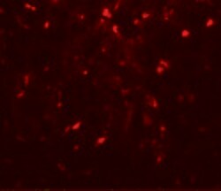 Invitrogen RPSA Polyclonal Antibody 100 &mu;g; Unconjugated:Antibodies,