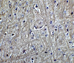 Invitrogen RPSA Polyclonal Antibody 100 &mu;g; Unconjugated:Antibodies,