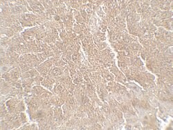 Invitrogen RPSA Polyclonal Antibody 100 &mu;g; Unconjugated:Antibodies,
