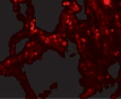 Invitrogen TRPV4 Polyclonal Antibody 100 &mu;g; Unconjugated:Antibodies,