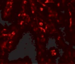 Invitrogen SUZ12 Polyclonal Antibody 100 &mu;g | Buy Online | Invitrogen&trade; | Fisher Scientific