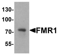 FMRP Polyclonal Antibody:Antibodies, Polyclonal