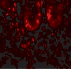 Invitrogen LAMTOR1 Polyclonal Antibody 100 &mu;g; Unconjugated:Antibodies,