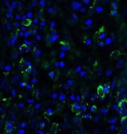 Invitrogen SMURF2 Polyclonal Antibody 100 &mu;g; Unconjugated:Antibodies,