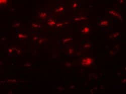 Invitrogen SMURF2 Polyclonal Antibody 100 &mu;g; Unconjugated:Antibodies,