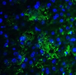 Invitrogen SMURF2 Polyclonal Antibody 100 &mu;g; Unconjugated:Antibodies,