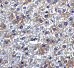 Invitrogen SMURF2 Polyclonal Antibody 100 &mu;g; Unconjugated:Antibodies,