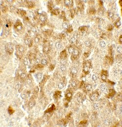 Invitrogen SMURF2 Polyclonal Antibody 100 &mu;g; Unconjugated:Antibodies,