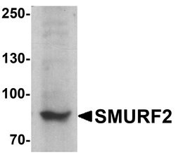 Invitrogen SMURF2 Polyclonal Antibody 100 &mu;g; Unconjugated:Antibodies,