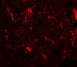 Invitrogen CRF Polyclonal Antibody 100 &mu;g; Unconjugated:Antibodies,
