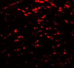Invitrogen GABARAPL2 Polyclonal Antibody 100 &mu;g | Buy Online | Invitrogen&trade; | Fisher Scientific