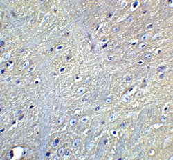 Invitrogen GABARAPL2 Polyclonal Antibody 100 &mu;g | Buy Online | Invitrogen&trade; | Fisher Scientific
