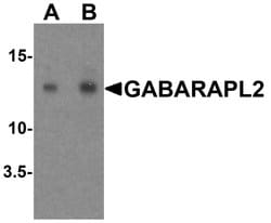 Invitrogen GABARAPL2 Polyclonal Antibody 100 &mu;g | Buy Online | Invitrogen&trade; | Fisher Scientific