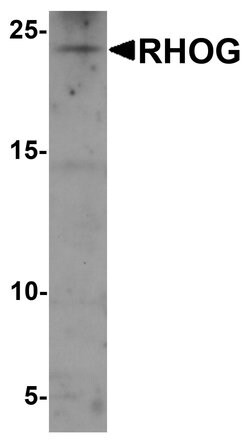 RhoG Polyclonal Antibody:Antibodies, Polyclonal
