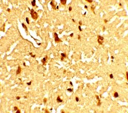 Invitrogen SAMHD1 Polyclonal Antibody 100 &mu;g; Unconjugated:Antibodies,