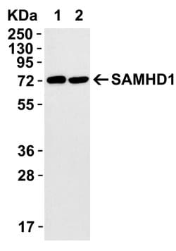 Invitrogen SAMHD1 Polyclonal Antibody 100 &mu;g; Unconjugated:Antibodies,
