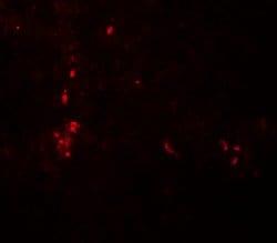 ATG4B Polyclonal Antibody:Antibodies, Polyclonal