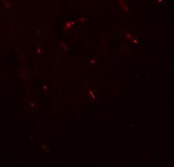Invitrogen FOXG1 Polyclonal Antibody 100 &mu;g; Unconjugated:Antibodies,