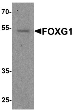 Invitrogen FOXG1 Polyclonal Antibody 100 &mu;g; Unconjugated:Antibodies,