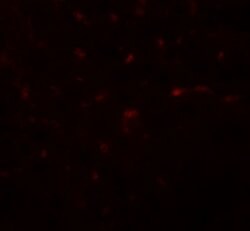 Invitrogen TRIB3 Polyclonal Antibody 100 &mu;g; Unconjugated:Antibodies,