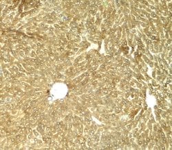 Invitrogen TRIB3 Polyclonal Antibody 100 &mu;g; Unconjugated:Antibodies,