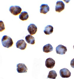 Invitrogen SRSF3 Polyclonal Antibody 100 &mu;g; Unconjugated:Antibodies,
