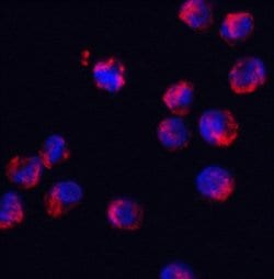 Invitrogen SRSF3 Polyclonal Antibody 100 &mu;g; Unconjugated:Antibodies,