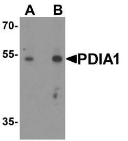 Invitrogen PDI Polyclonal Antibody 100 &mu;g; Unconjugated:Antibodies,