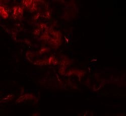 Invitrogen Golgin-97 Polyclonal Antibody 100 &mu;g; Unconjugated:Antibodies,