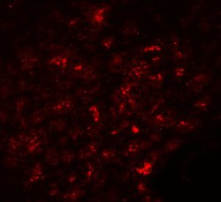 Invitrogen SLC30A8 Polyclonal Antibody 100 &mu;g; Unconjugated:Antibodies,