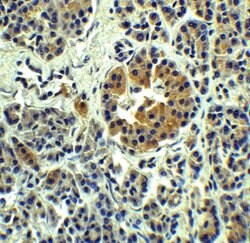 Invitrogen SLC30A8 Polyclonal Antibody 100 &mu;g; Unconjugated:Antibodies,