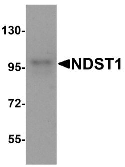 Invitrogen NDST1 Polyclonal Antibody 100 &mu;g; Unconjugated:Antibodies,