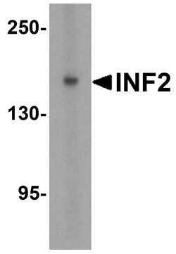 Invitrogen INF2 Polyclonal Antibody 100 &mu;g; Unconjugated:Antibodies,