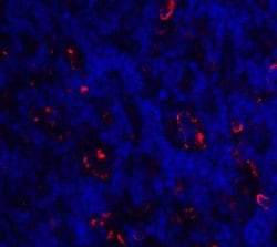 Invitrogen ICOS (CD278) Polyclonal Antibody 100 &mu;g; Unconjugated:Antibodies,